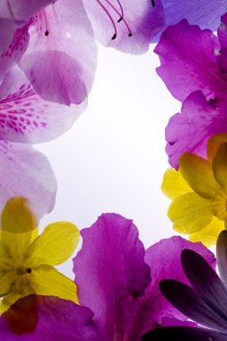 Menekşe çiçek çerçeve