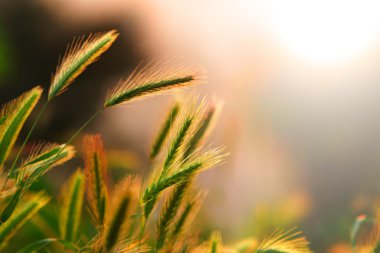 Çavdar kulakları olgunlaşma