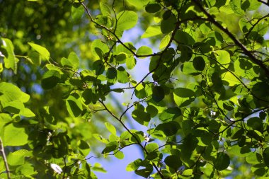 güzel yeşillik arka plan