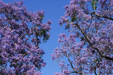 Blossoming Jacaranda Trees clipart