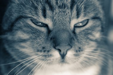 Tomcat portre