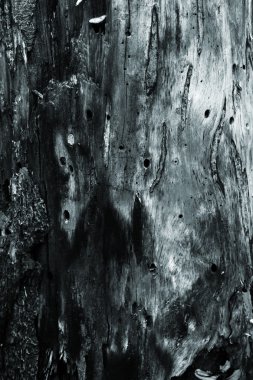 Mystic bark texture background. clipart