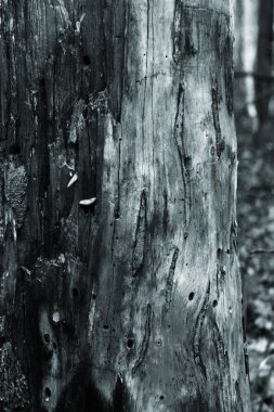 mistik kabuk dokusu arka plan.