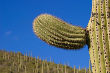 saguaro kol detay