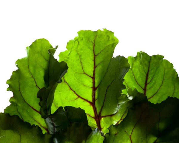 Hojas de remolacha con retroiluminación verde —  Fotos de Stock