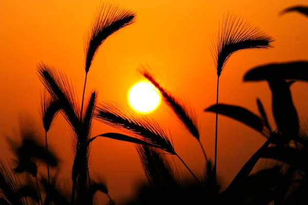 Silueta de hierba contra la puesta del sol — Foto de Stock