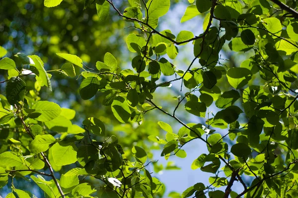 Mooie gebladerte achtergrond — Stockfoto