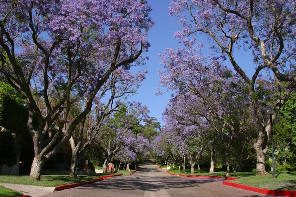 Blühende Jacaranda-Bäume — Stockfoto