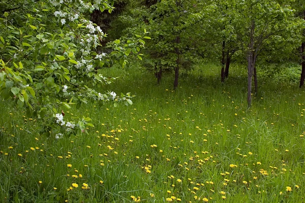 Naturaleza floreciente —  Fotos de Stock