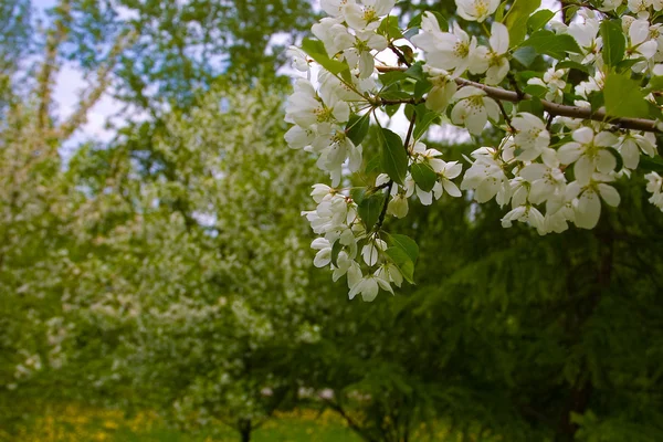 Blooming Apple Trees — Stock Photo, Image