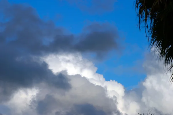 Palmbomen en lucht — Stockfoto