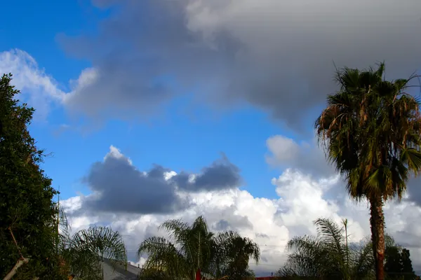 ต้นปาล์มและท้องฟ้า — ภาพถ่ายสต็อก