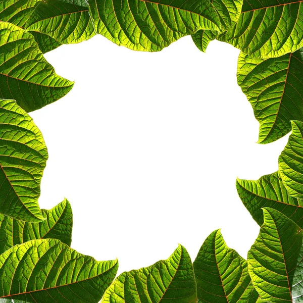 Frame gemaakt van verse groene bladeren — Stockfoto