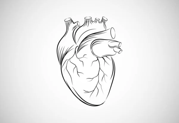 Illustrazione Vettoriale Del Cuore Umano Disegnata Mano — Vettoriale Stock