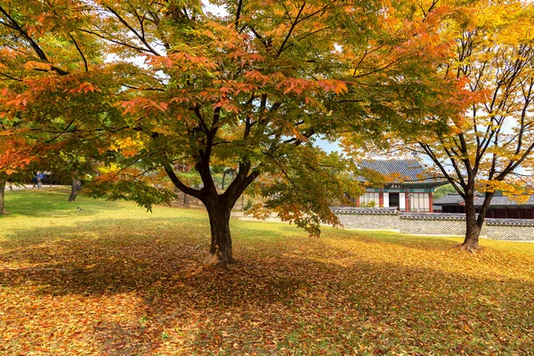 changgyeonggung Sarayı parkta