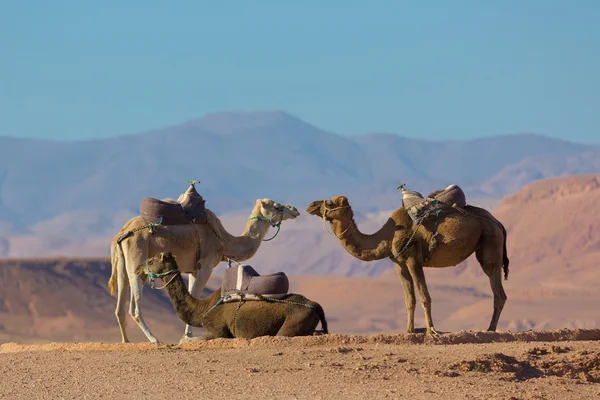Marokkaanse kamelen — Stockfoto