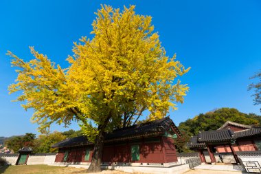 sonbahar changdeok Sarayı