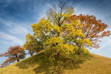 gyeongju sonbahar