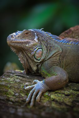 Yeşil iguana