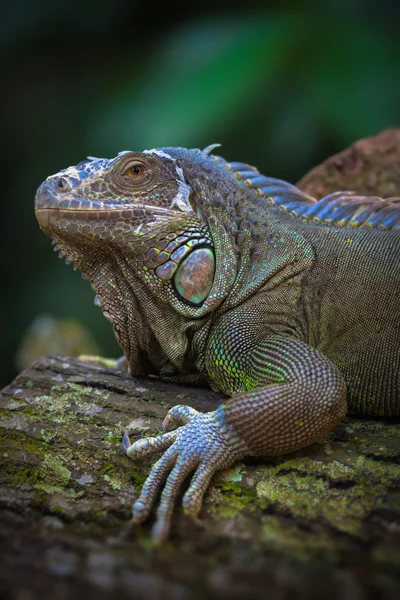 A iguana verde — Fotografia de Stock