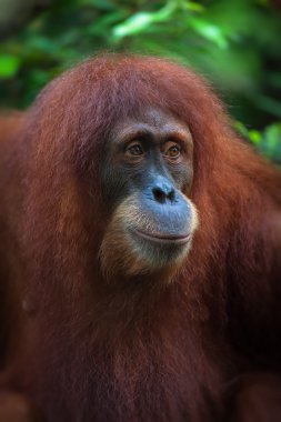 orangutan portre