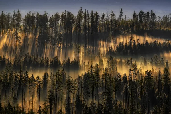 Niebla de la mañana en el bosque de abetos al amanecer en los Altos Tatras cerca de Bilikova chata — Foto de Stock