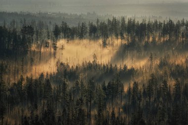 Bilikova Chata yakınlarındaki High Tatras 'ta gün doğumunda ladin ormanında sabah sisi.