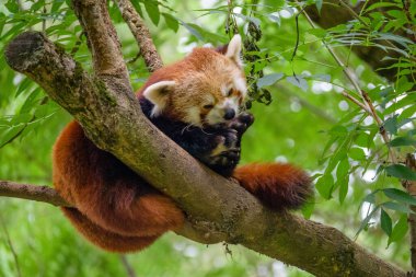 red panda climbs and rests on a tree in the zoo,beautiful Slovak unspoilt nature, a wonderful destination for vacation and relaxation