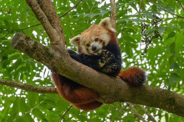 Wunderschöne Slowakische Unberührte Natur Ein Wunderbares Ziel Für Urlaub Und — Stockfoto