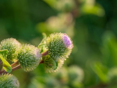 Flower of thistle in drops of dew 