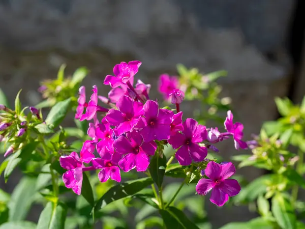 Pink Phlox Flower Summer Sun — 图库照片