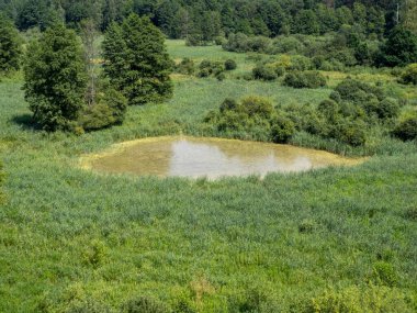 Bialowieza İlkel Ormanı 'nda küçük bir göl