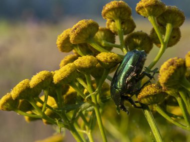 Gül ezmesi çiçeğin üstünde.