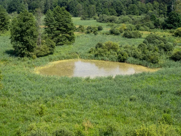 Bialowieza原始森林中的一个小湖泊 — 图库照片