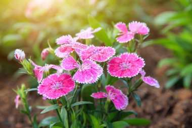Bahçede açan pembe Dianthus çiçekleri (Dianthus chinensis), tatlı çiçek açan William çiçekleri
