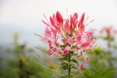 Bahçede Pembe ve Beyaz Örümcek Çiçeği (Cleome spinosa), Cleome Hassleriana. Pembe örümcek çiçeği (Cleome hassleriana