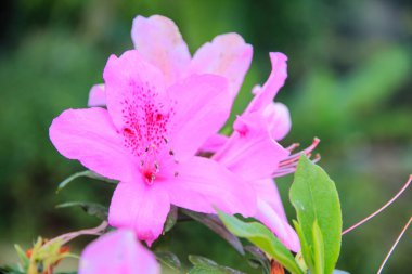 Bahçede çiçek açan pembe Rhododendron. Pasifik rhododendron ya da California Rosebay Evergreen çalısı. Güzel pembe Rhododendron kapan seni