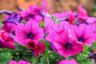 Yakın plan Red Petunia Hybrida Vilm çiçekleri şelalede çiçek açıyor