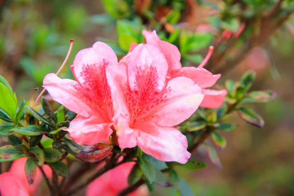 Rosa Rhododendron Florescendo Flores Jardim Pacific Rhododendron California Rosebay Arbusto — Fotografia de Stock