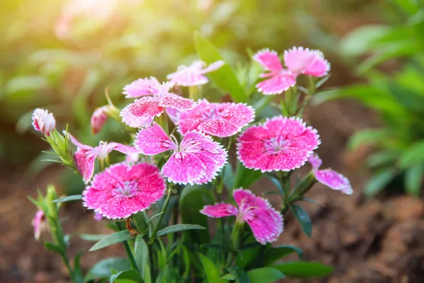 在花园里盛开的粉红菊花 在花园里盛开的甜花 在后面缀的花瓣 粉红的花 — 图库照片
