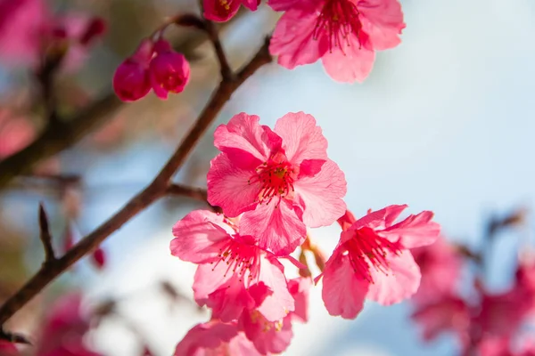 Όμορφο Άνθος Κερασιάς Prunus Cerasoides Στην Ταϊλάνδη Sakura Στα Ψηλά — Φωτογραφία Αρχείου