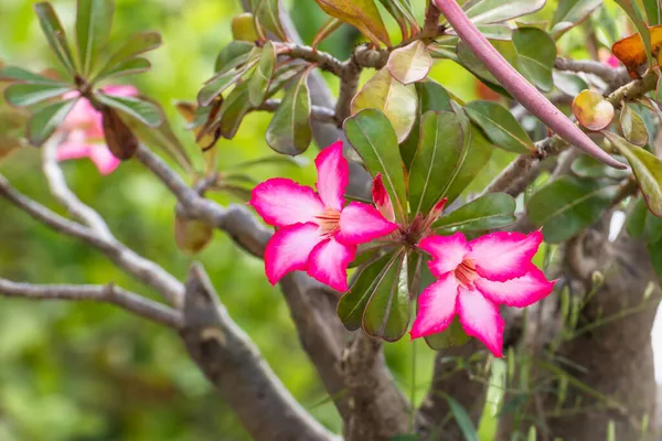 Lindas Flores Adênio Rosa Flor Azalea Com Borrão Verde Folhas — Fotografia de Stock