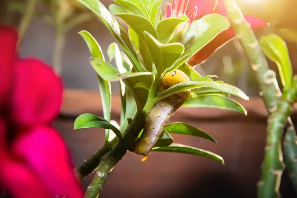 Lagartas Verme Uma Flor Folha Verde Com Uma Folha Parcialmente — Fotografia de Stock