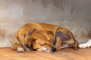 Evlatlık merkezindeki başıboş köpekler, fotoğrafçıya bakan serseri köpek, evsiz köpek...