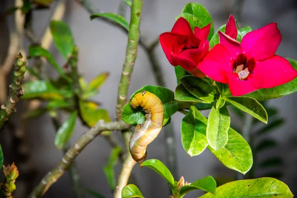 Lagartas Verme Uma Flor Folha Verde Com Uma Folha Parcialmente — Fotografia de Stock