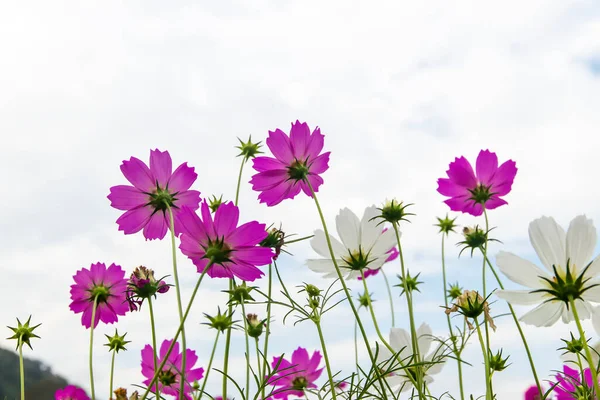 Kosmos Blumenfeld Mit Himmelshintergrund Kosmos Blumenfeld Blühende Frühlingsblumen Saison — Stockfoto