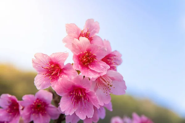 Schöne Kirschblüte Prunus Cerasoides Thailand Sakura Hochgebirge Des Doi Angkhang — Stockfoto