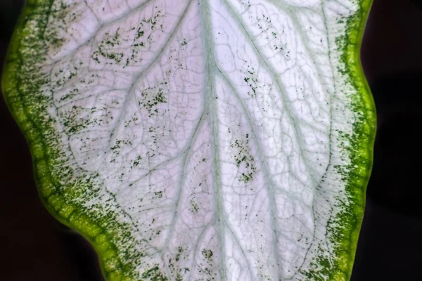 Caladium Casculenta Esculenta Bon Tree Has Beautiful Leaves White Spots — стоковое фото