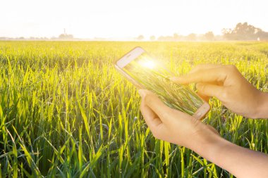 Elinde manzaralı bir tarla manzaralı akıllı bir telefon, akıllı tarım teknolojisi, akıllı çiftçi kavramları.