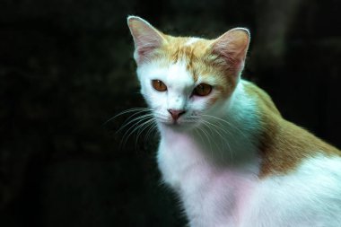 Çizgili güzel kedi portresi yerde yatıyor, yakın plan, seçici odak